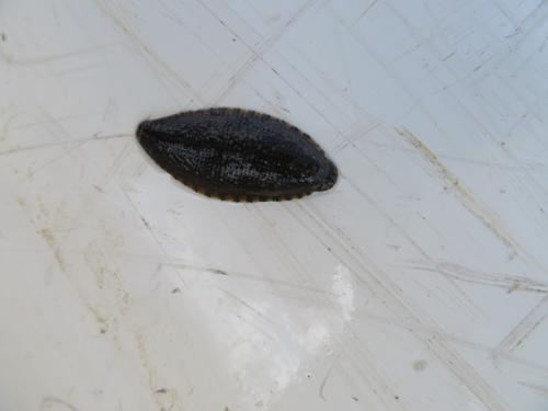 Leech